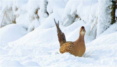 pheasant hen in snow.jpg